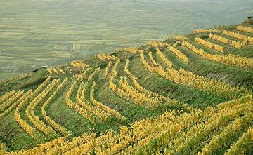 Chardonnay uit Oostenrijk