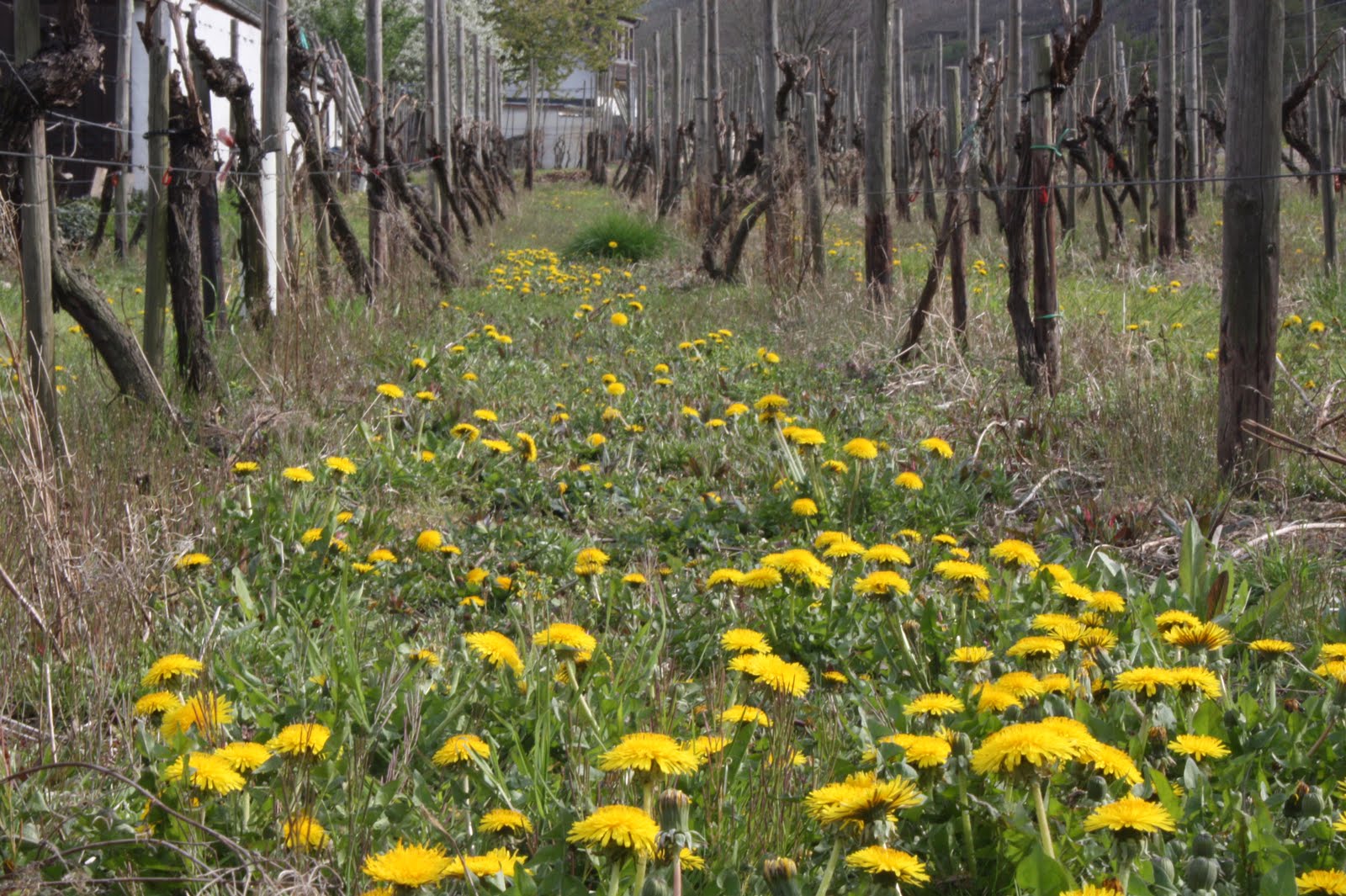 Studiereis Ahr (1): Weingut Deutzerhof,  “Ik ben geen fanatiekeling”