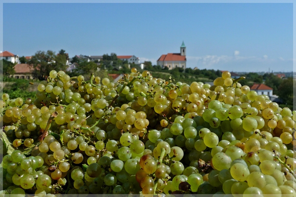 Weingut Markus Hoffmann Burgenland: de fles is misschien eerder leeg dan je denkt