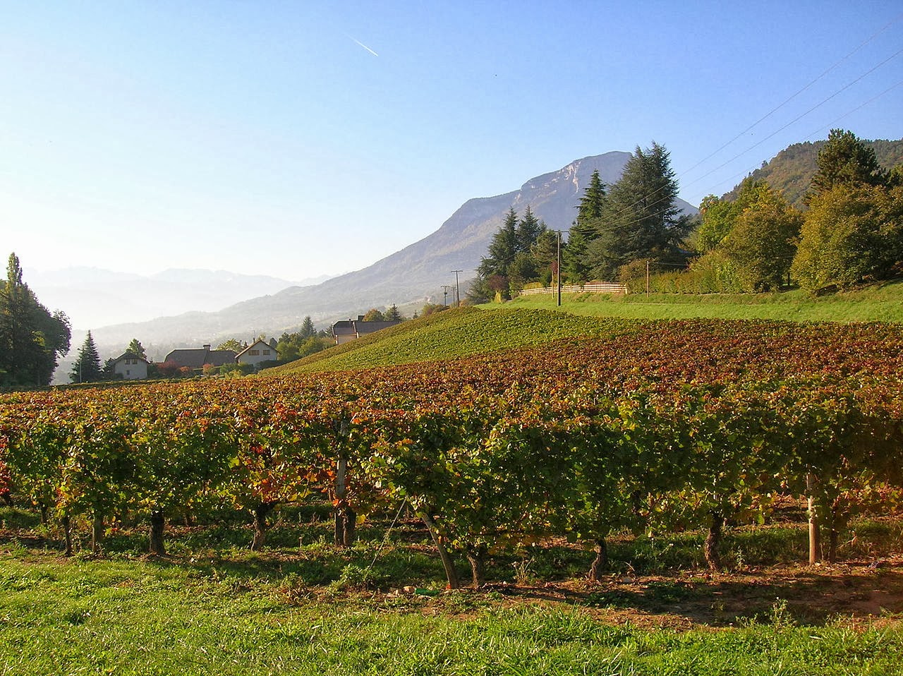 Savoie: vederlichte wijnen uit een sprookjesdecor