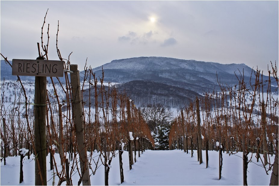 Rieslingproeverij: Eichelmann of Gault Millau, Rangfolge  der Sterne