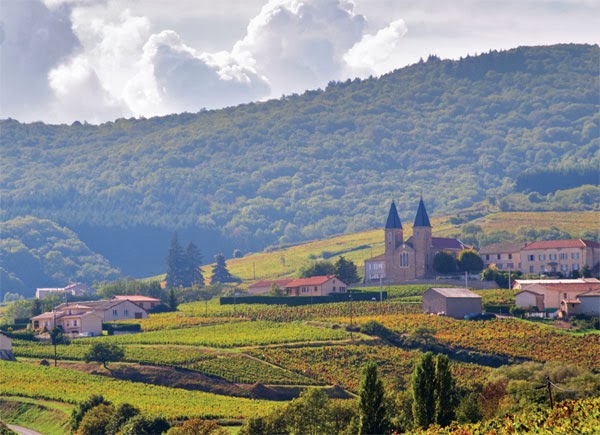 Crus de Beaujolais: daar zijn de geleerden het nog niet over eens...