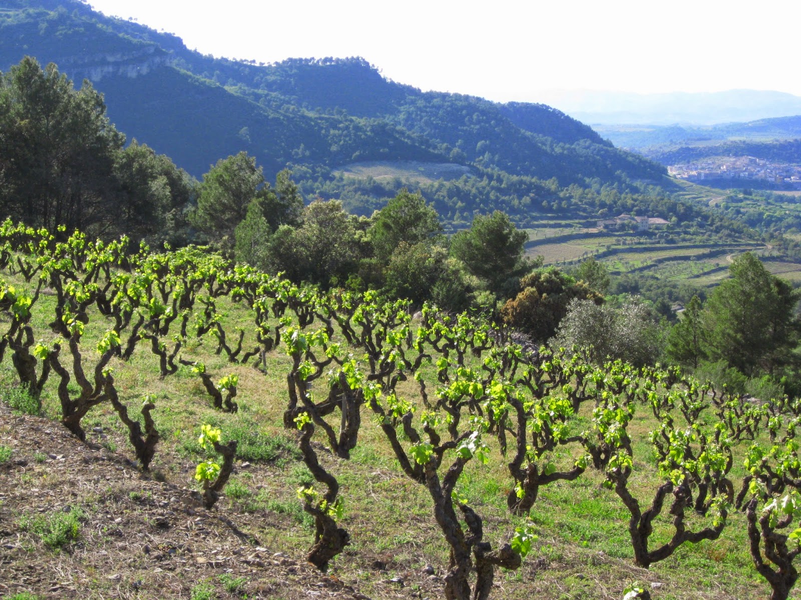 Een liefhebberswijn: Priorat