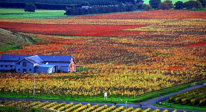 Chardonnay, een doerak van een druif