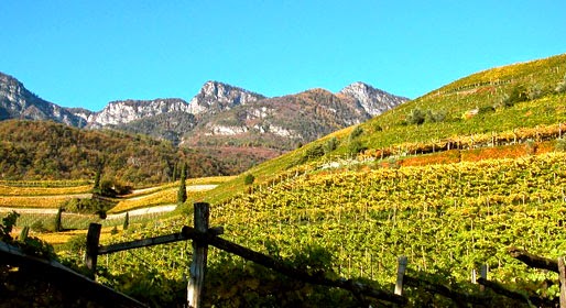 Altijd aantrekkelijke wijnen uit Alto Adige