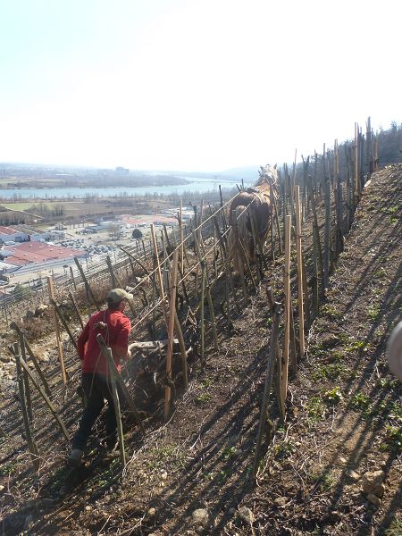 Wijnen van syrah, krachtig, peperig, aantrekkelijk