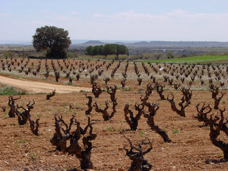 Kruiden en wijn: tempranillo proeverij