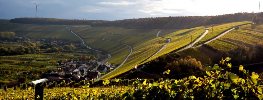 Silvaner