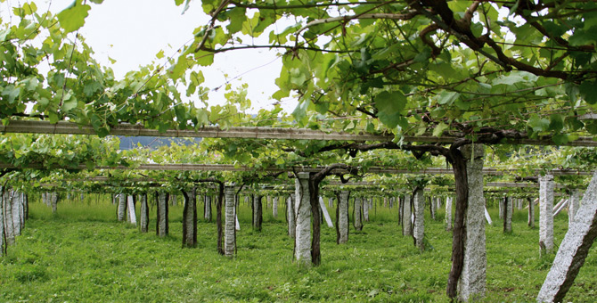 Pakt ie me toch bij de lurven, de Albariño…