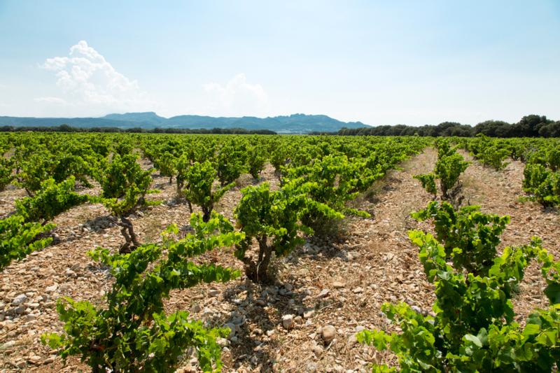 Rhone Villages: we zijn het volstrekt niet met elkaar eens – heerlijk!