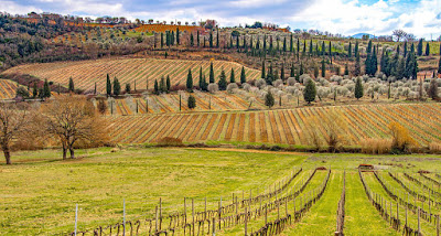 Herkennen en proeven we het verschil tussen nebbiolo en sangiovese?