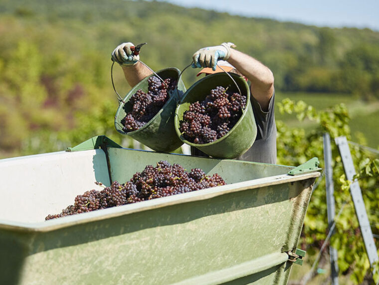 Blindproeven van een breed spectrum wijnen uit Rheinhessen en Pfalz