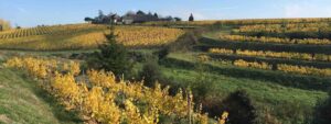 Quarts de Chaume wijngaarden