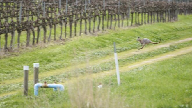 Kangoeroes eten geen druiven - pareltjes van Australië