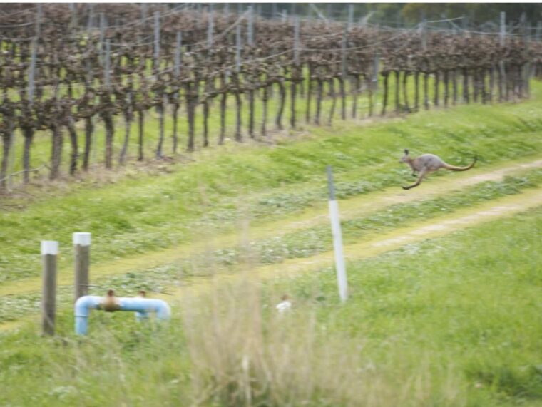 Kangoeroes eten geen druiven - pareltjes van Australië