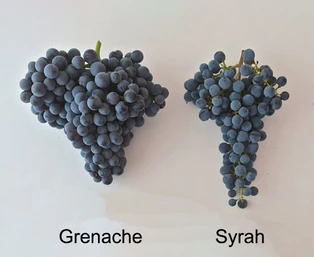 Onderscheiden van grenache en syrah