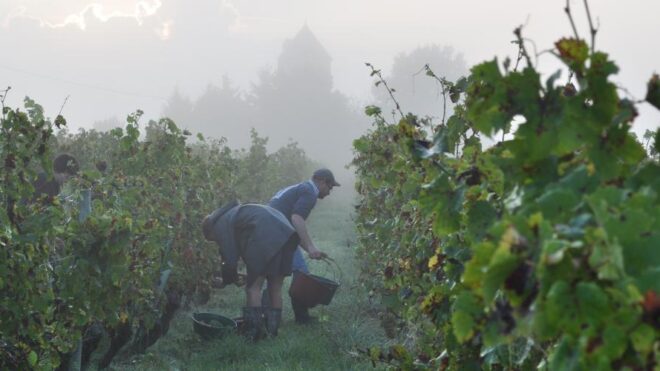 LOIRE PROEVERIJ: “Een hele verse koeienvlaai ruik ik… en dat vind ik een mooie geur!”