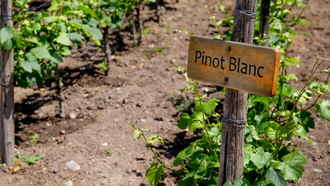 Proeverij om onze waardering voor Pinot Blanc te vergroten