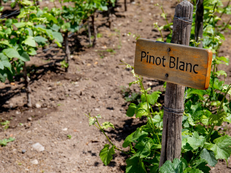 Proeverij om onze waardering voor Pinot Blanc te vergroten