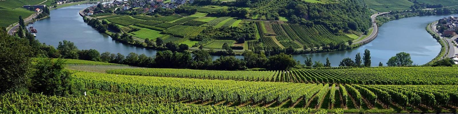 Luxemburgse wijngaarden langs de Moezel